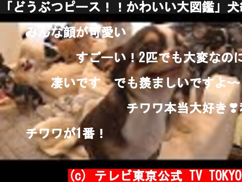 「どうぶつピース！！かわいい大図鑑」犬編（102）岡山チワワ大家族14匹  (c) テレビ東京公式 TV TOKYO